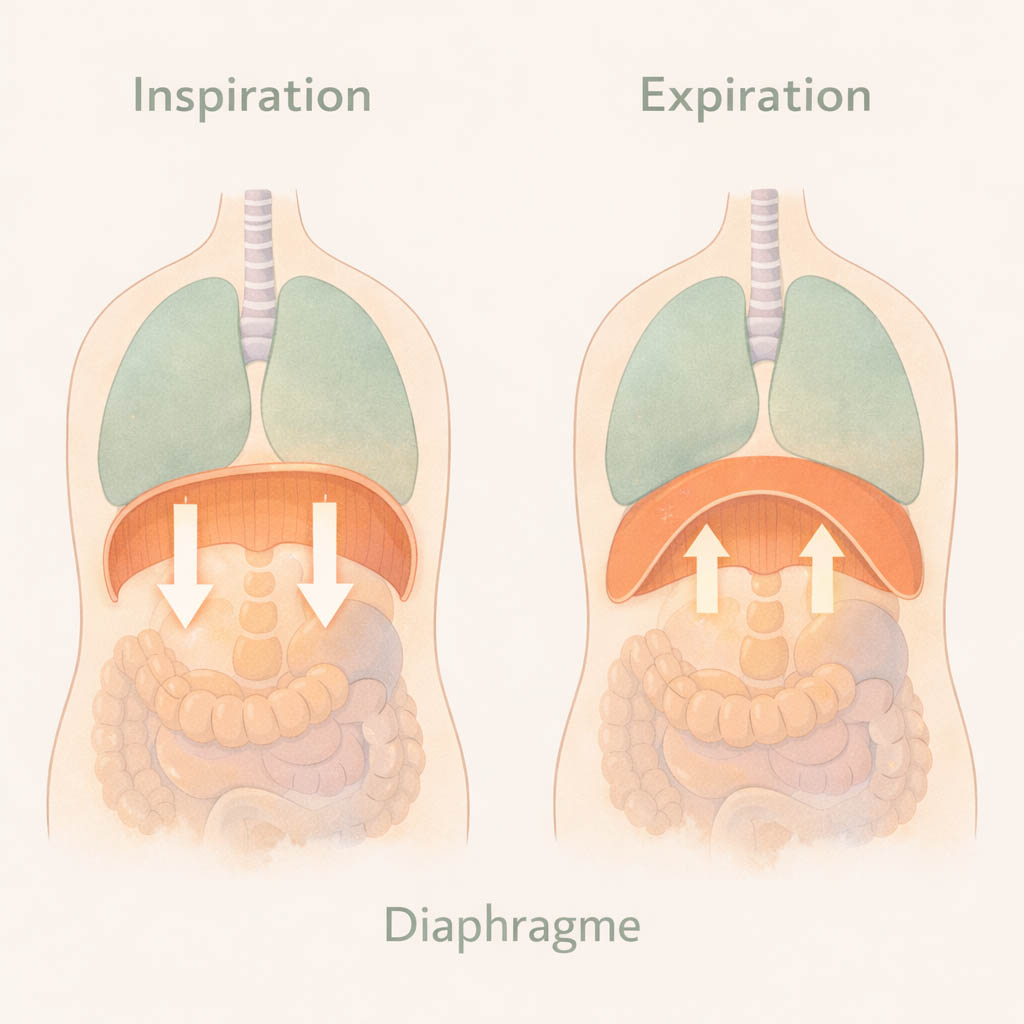 respiration diaphragmatique bienfaits guide complet 2026 anatomie